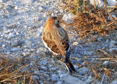 Snow Bunting