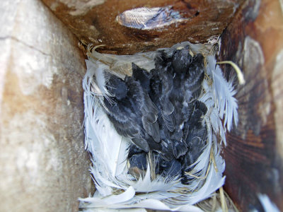 Tree Swallow Nestlings