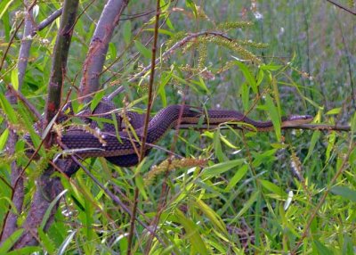 Graham's Crayfish Snake