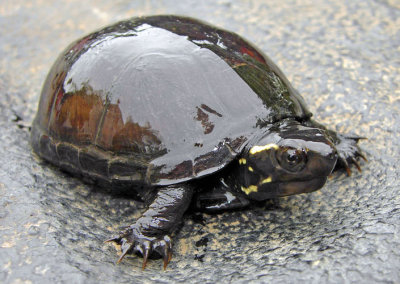 Mississippi Mud Turtle