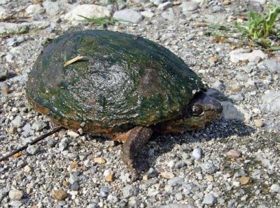 Common Musk Turtle (Stinkpot)