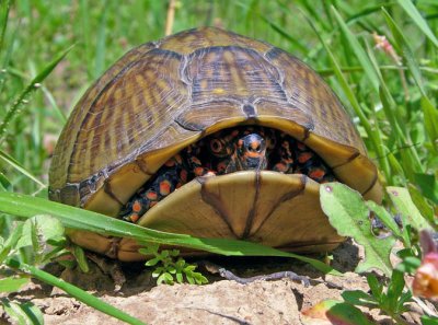 Three-toed Box Turtle