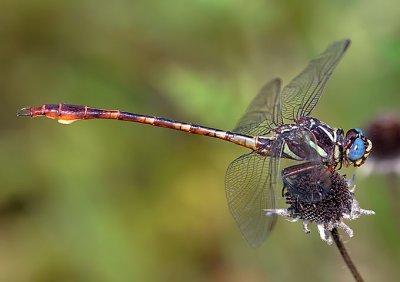 Two-striped Forceptail