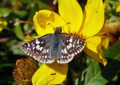 Common Checkered Skipper