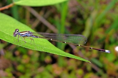 Orange Bluet