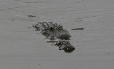 American Alligators Mating