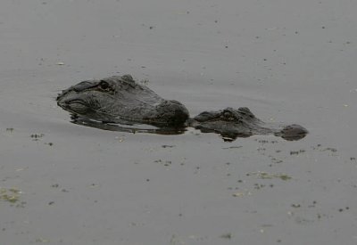 American Alligators Mating
