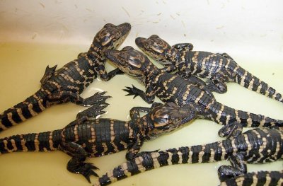 American Alligator hatchlings