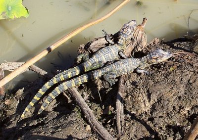 American Alligator hatchlings