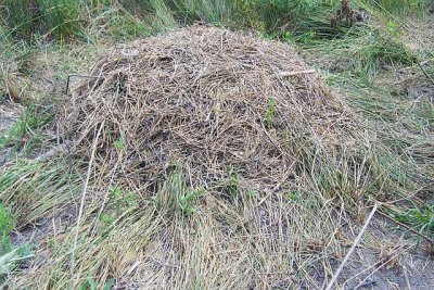 American Alligator's nest - 2005