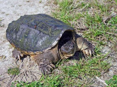 Common Snapping Turtle