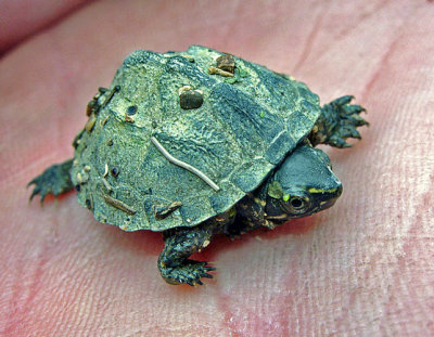 Common Musk Turtle (Stinkpot) Hatchling