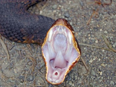 Western Cottonmouth