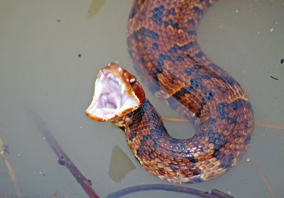 Western Cottonmouth