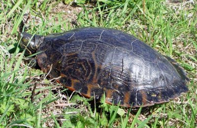 Eastern River Cooter