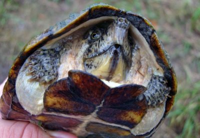 Razorback Musk Turtle