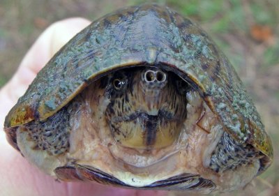 Razorback Musk Turtle