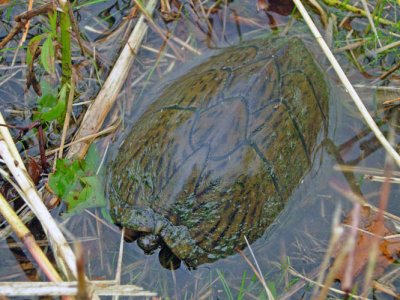 Razorback Musk Turtle