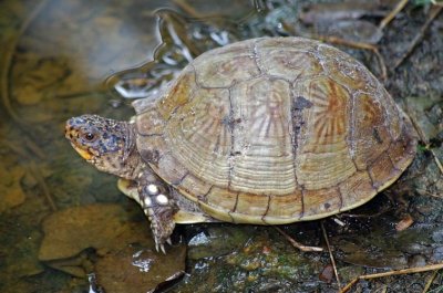 Three-toed Box Turtle