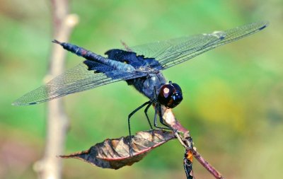 Black Saddlebags