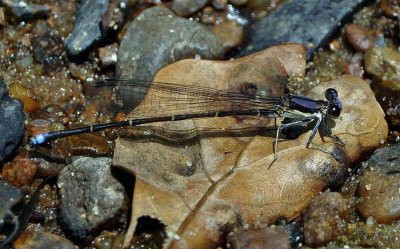 Blue-tipped Dancer