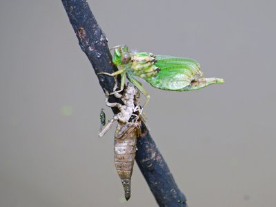 Jade Clubtail