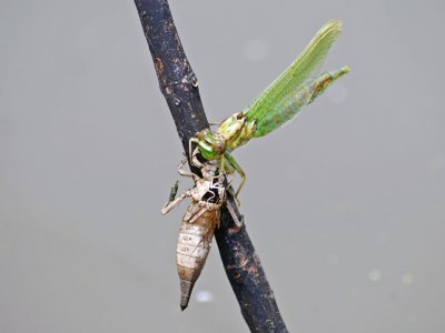 Emerging Jade Clubtail