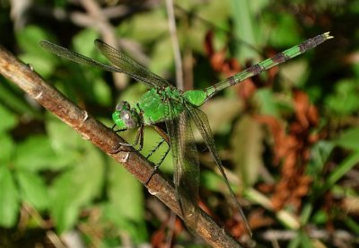 Great Pondhawk