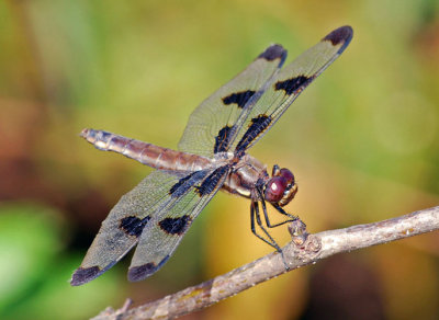 Twelve-spotted Skimmer