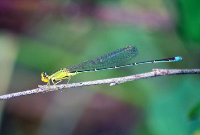 Vesper Bluet