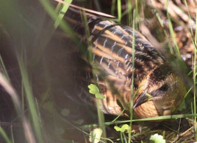 Yellow Rail