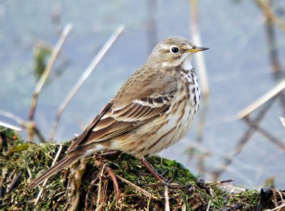 American Pipit