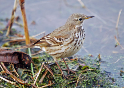 American Pipit