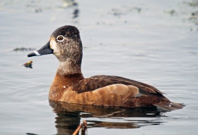 Ring-necked Duck - female