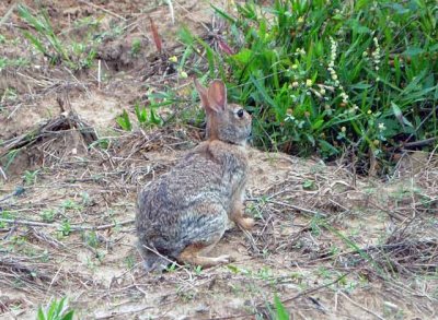 Eastern Cottontail