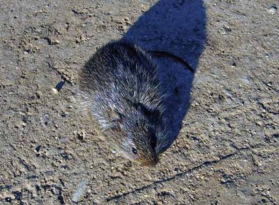 Hispid Cotton Rat