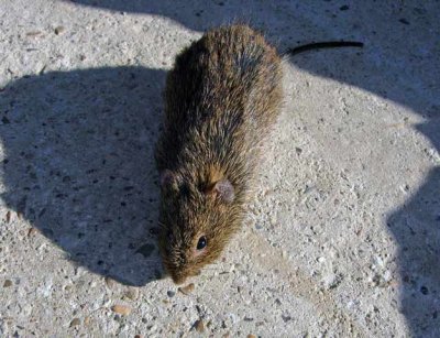Hispid Cotton Rat