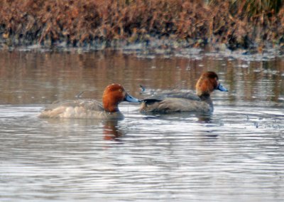 Redheads