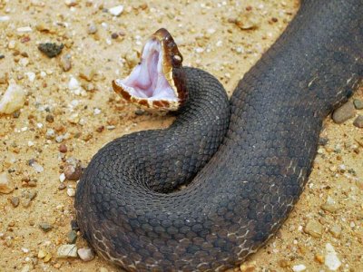 Cottonmouth