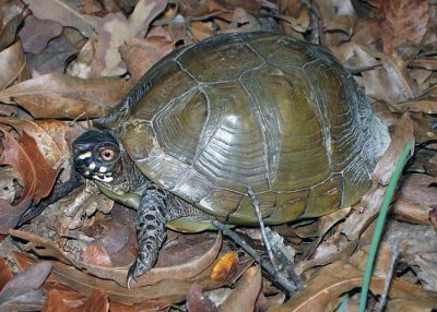 Three-toed Box Turtle