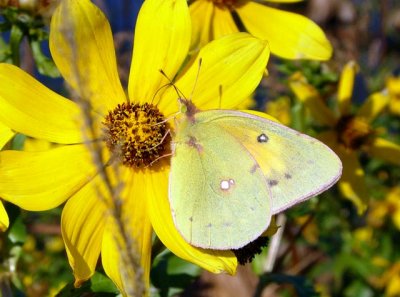 Orange Sulphur