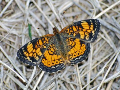 Crescents & Checkerspots