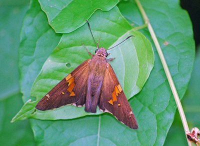 Silver-spotted Skipper