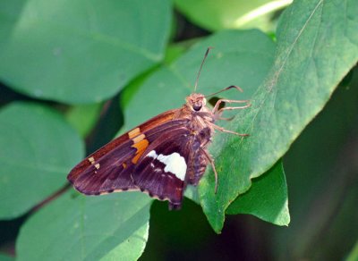 Silver-spotted Skipper