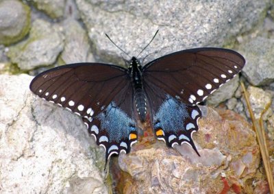 Spicebush Swallowtail