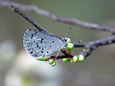 Spring Azure