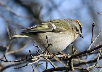 Golden-crowned Kinglet