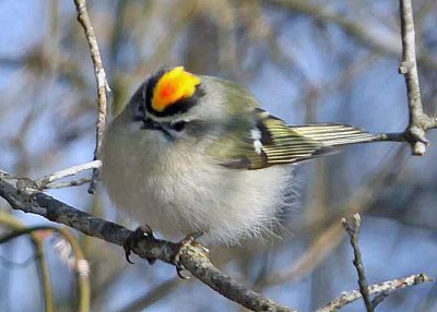 Tits through Kinglets