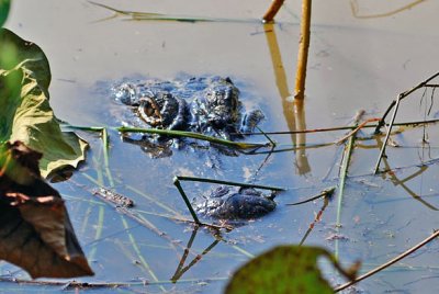 American Alligator