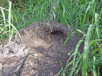 American Alligator Nest After Hatching